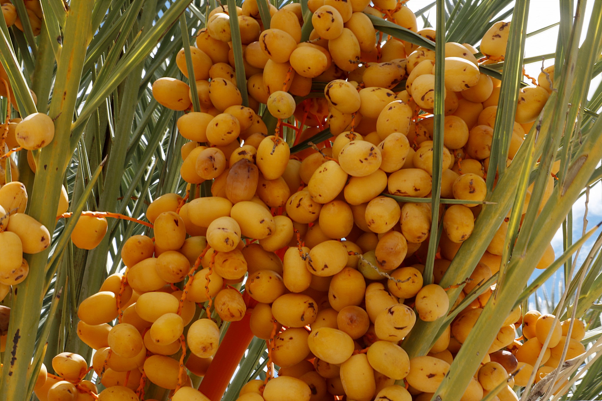 Wholesaler Dates in Malaysia: Your Source for Quality and Variety